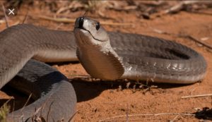  Less than 20% of snakes in Uganda are actually venomous. Courtesy photo.