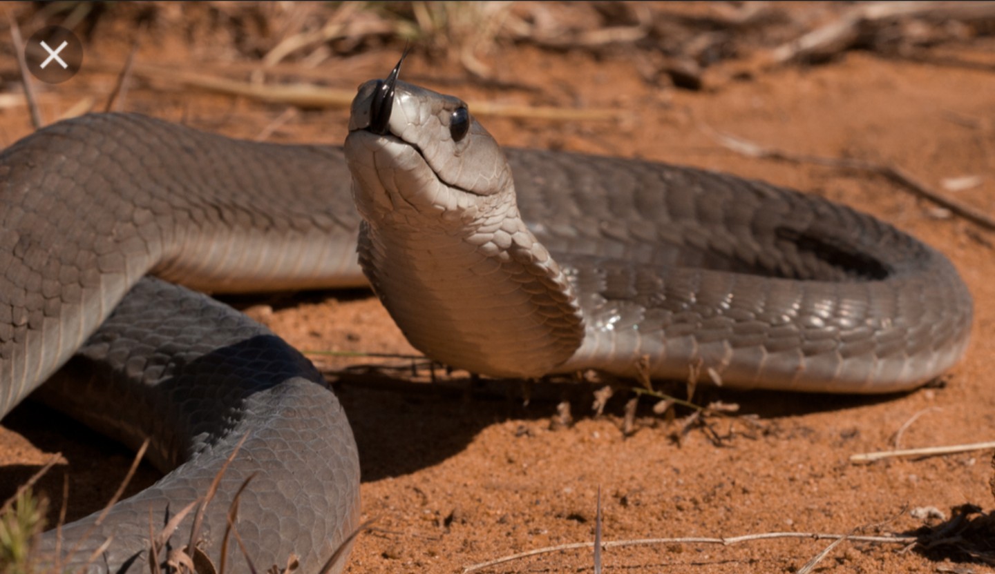 Less than 20% of snakes in Uganda are actually venomous. Courtesy photo.