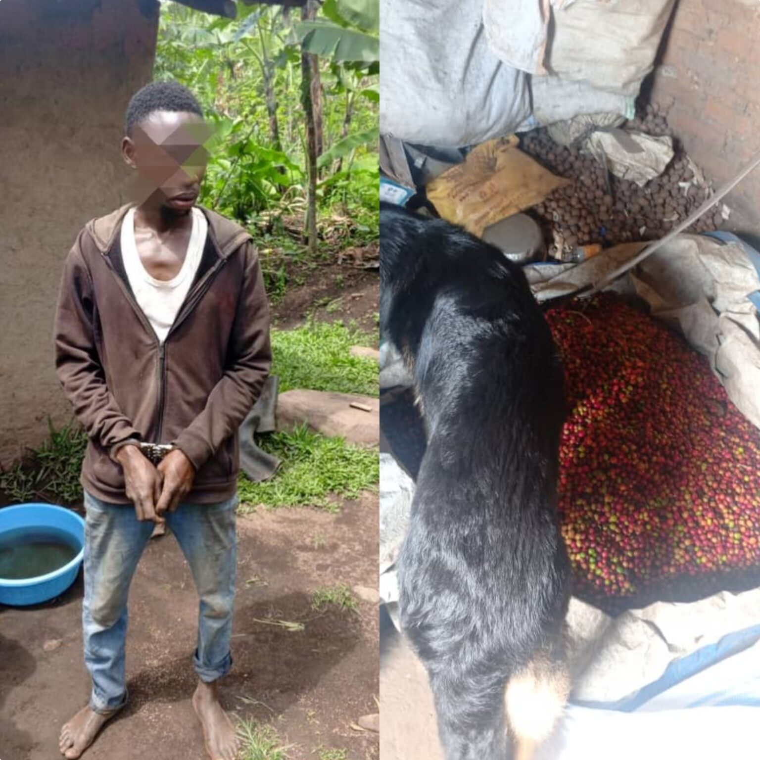 Police dog tracks down coffee thief in Bunyangabu
