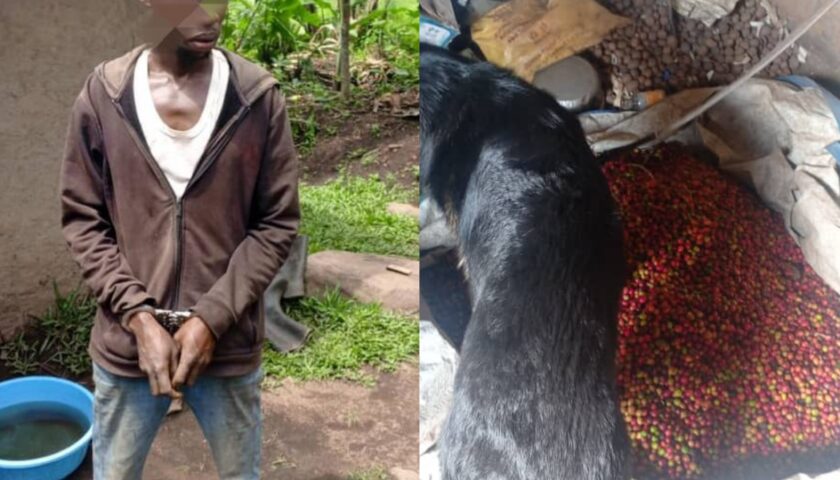 Police dog tracks down coffee thief in Bunyangabu