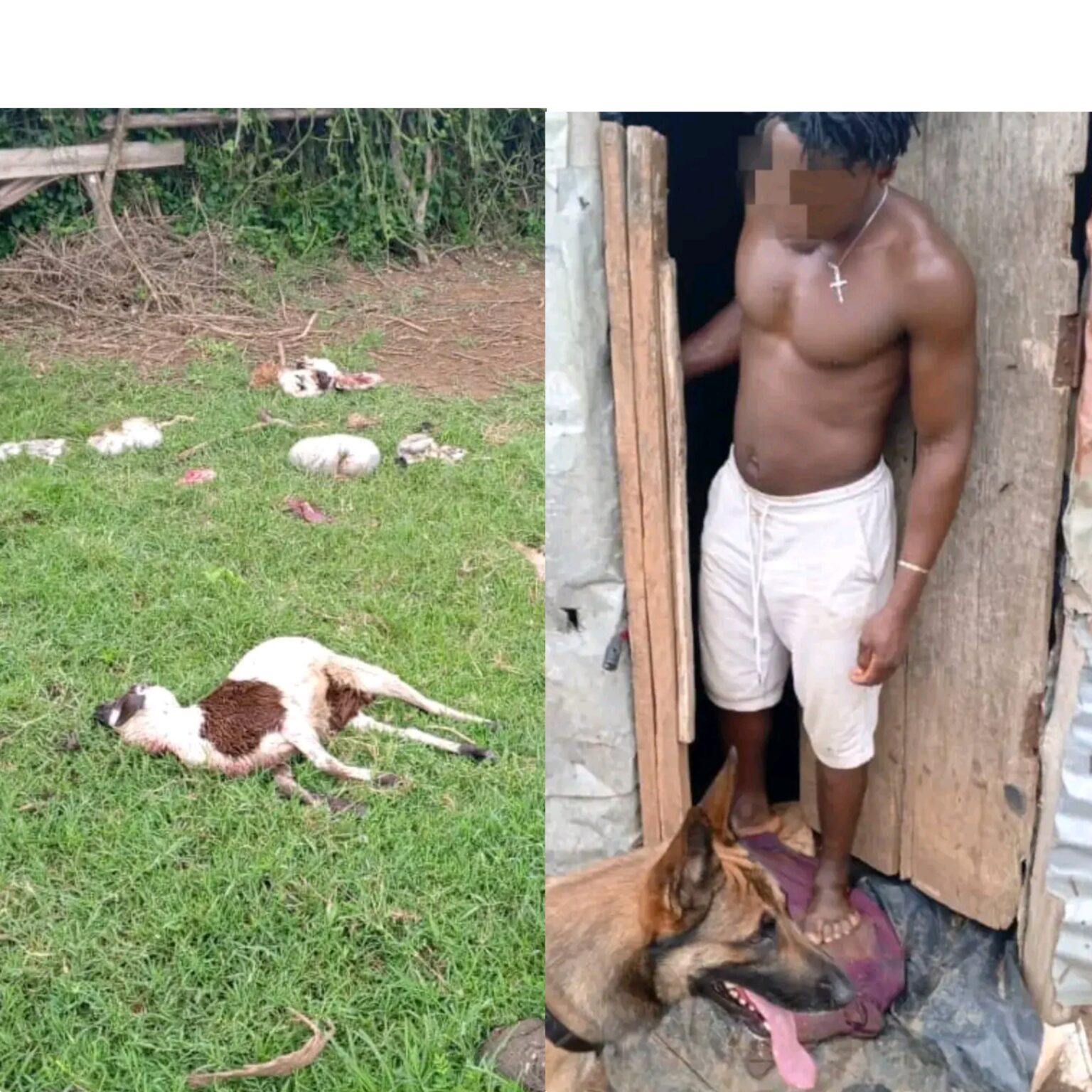 Police arrest suspected livestock thief in Kiruhura